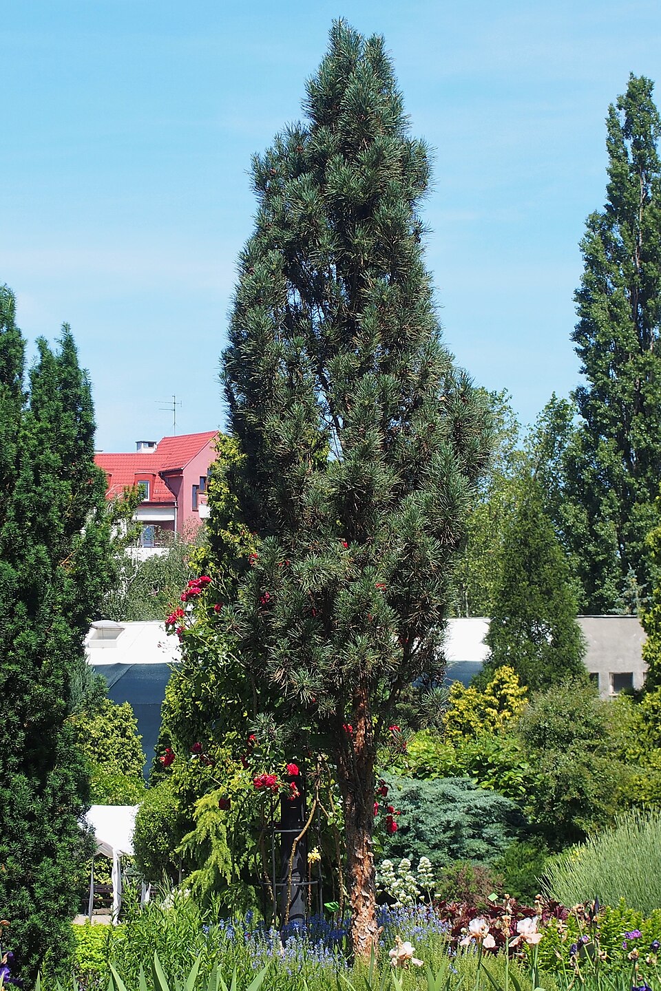 Pinus sylvestris 'Fastigiata' (Columnar Scots Pine) (alternate view 3)