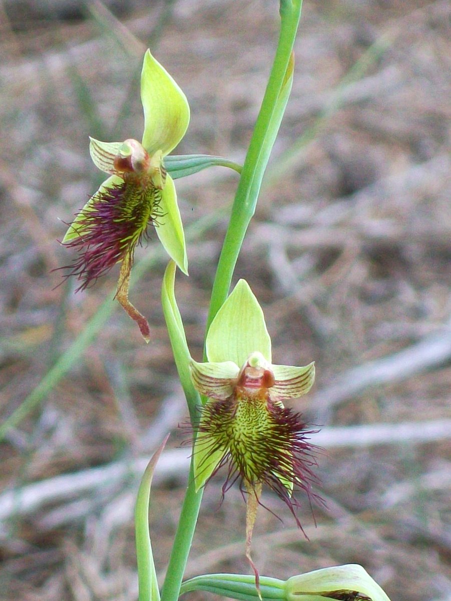 Calochilus paludosus (red beard orchid) (alternate view 6)