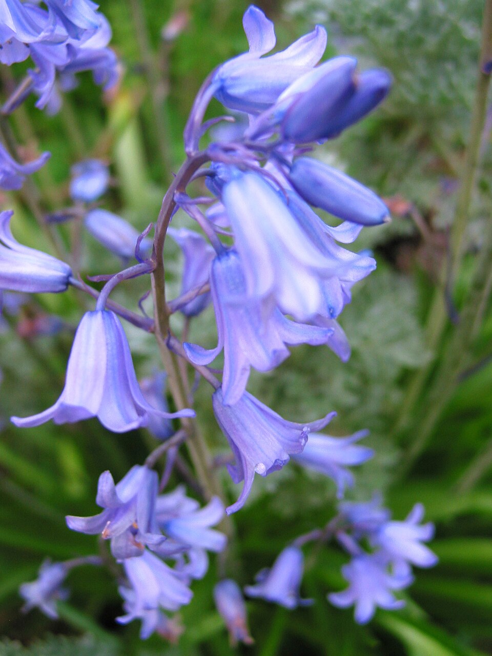 Hyacinthoides × massartiana (Hybrid bluebell) (alternate view 5)