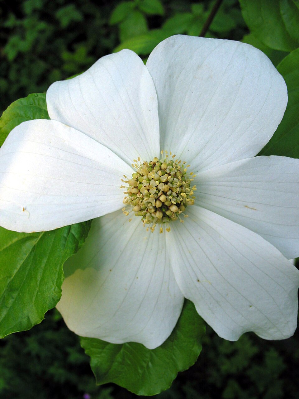 Cornus nuttallii (western dogwood, Pacific dogwood) (alternate view 10)