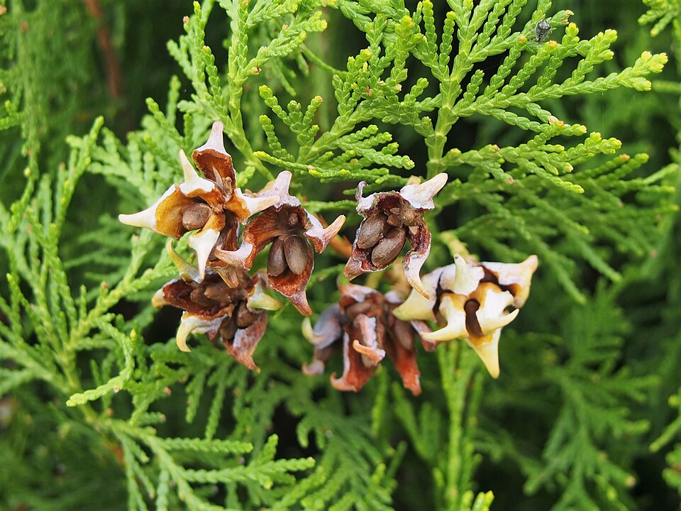 Platycladus orientalis 'Aurea Nana' (Berckmans Gold Arborvitae) (alternate view 3)