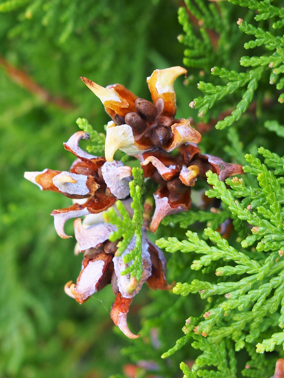 Platycladus orientalis 'Aurea Nana' (Berckmans Gold Arborvitae) (alternate view 4)