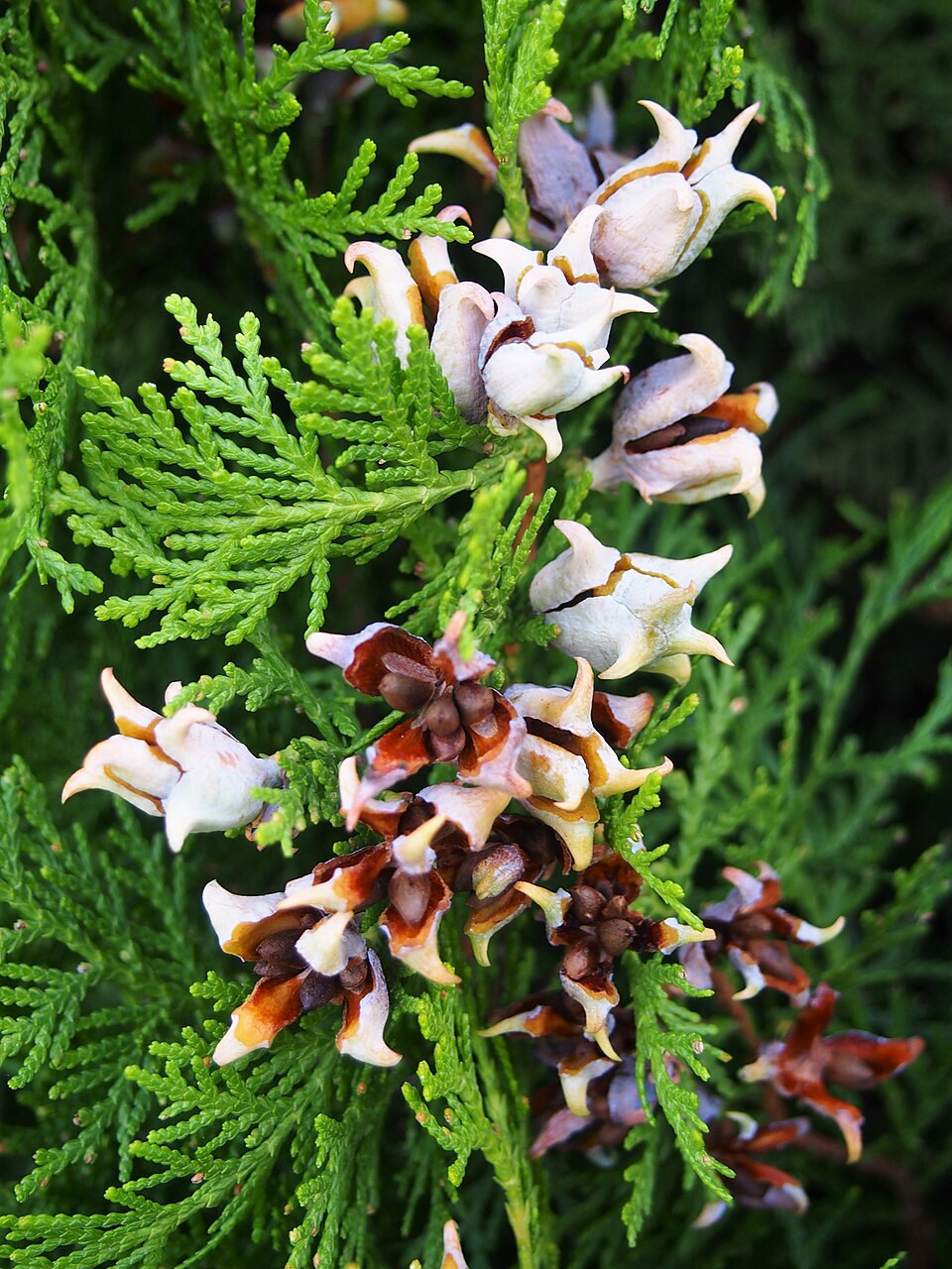 Platycladus orientalis 'Aurea Nana' (Berckmans Gold Arborvitae) (alternate view 5)