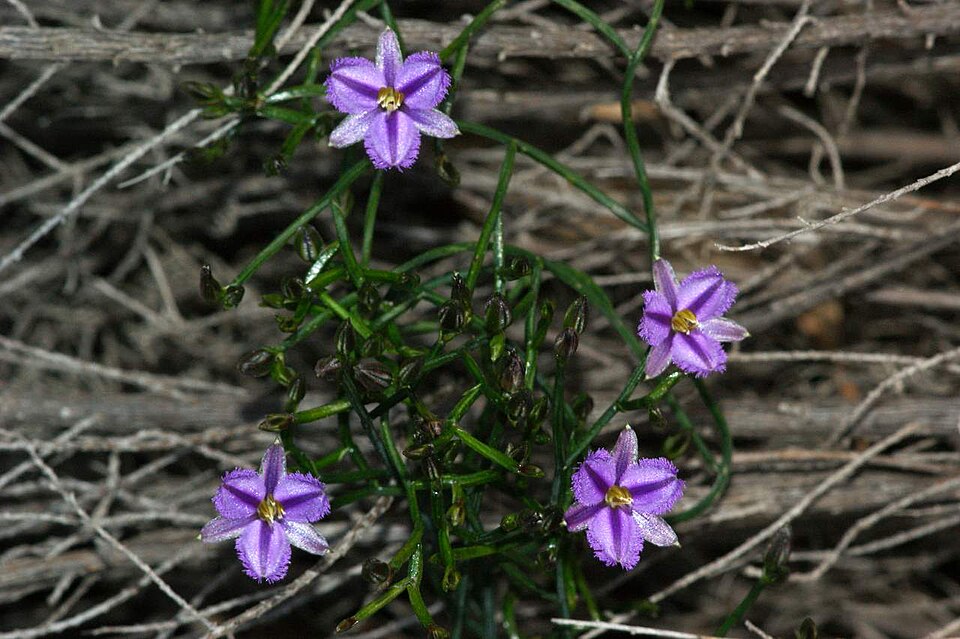 Thysanotus patersonii (Twining Fringe-lily) (alternate view 2)