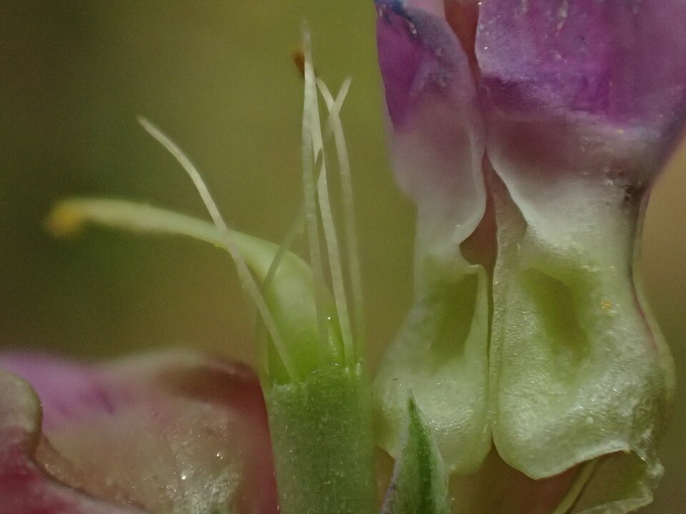 Lathyrus (sweet peas and vetchlings) (alternate view 9)