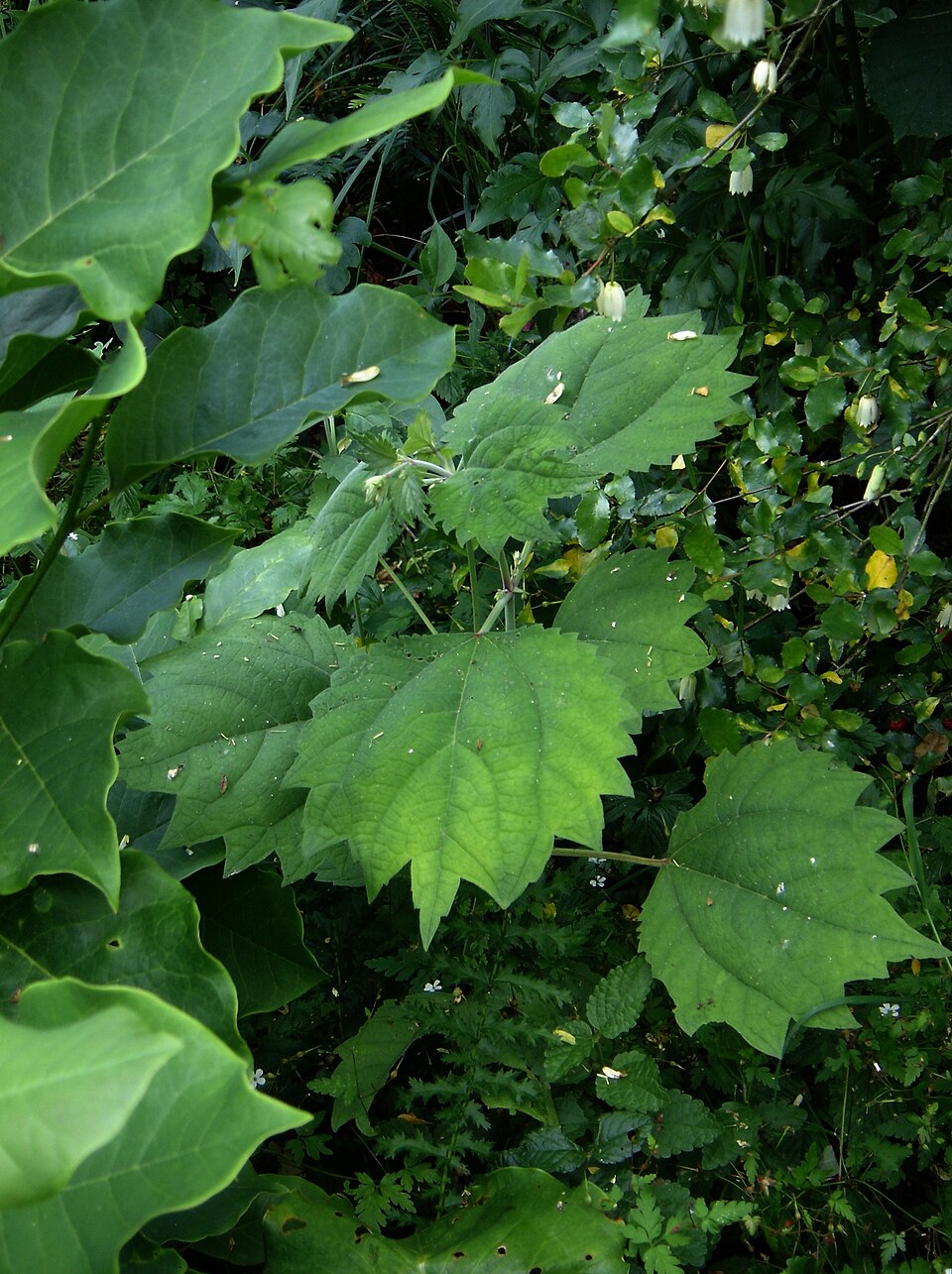 Boehmeria platanifolia (alternate view 8)
