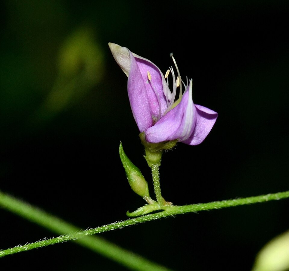 Galactia (Milkpeas) (alternate view 5)