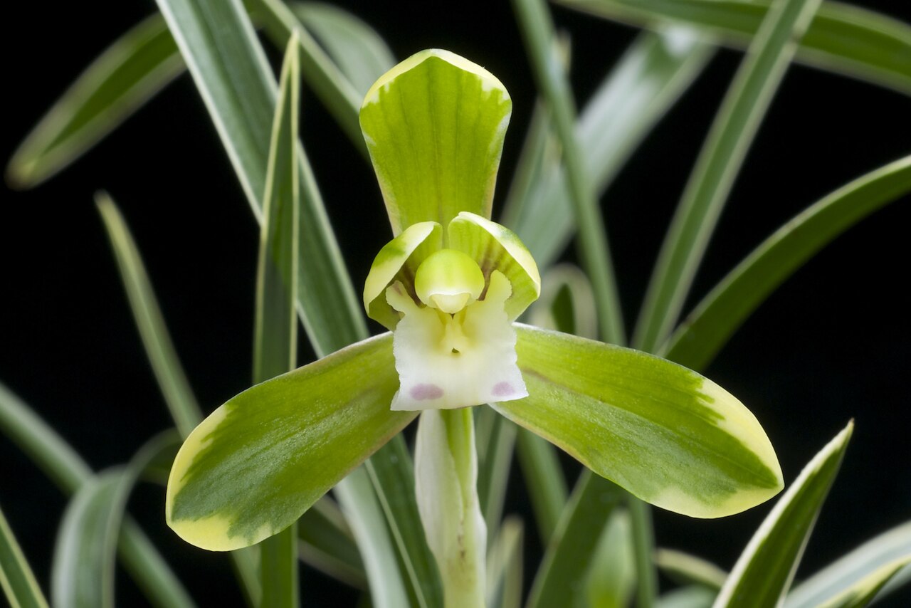 Cymbidium goeringii, Spring orchid — clumping evergreen (Orchidaceae) (image 4 of 10)