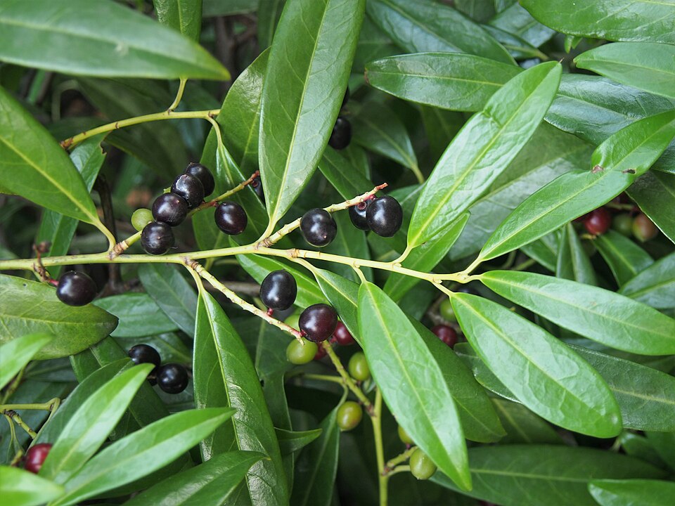 Prunus laurocerasus 'Zabeliana' (Zabel laurel)