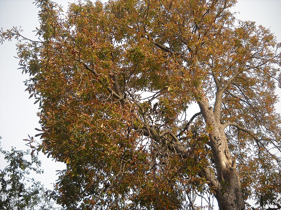 Aesculus flava (Yellow Buckeye) (alternate view 5)