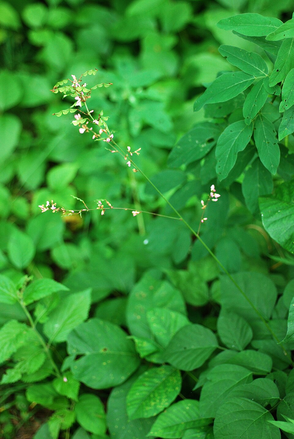 Hylodesmum glutinosum (pointed-leaved tick-trefoil) (alternate view 8)