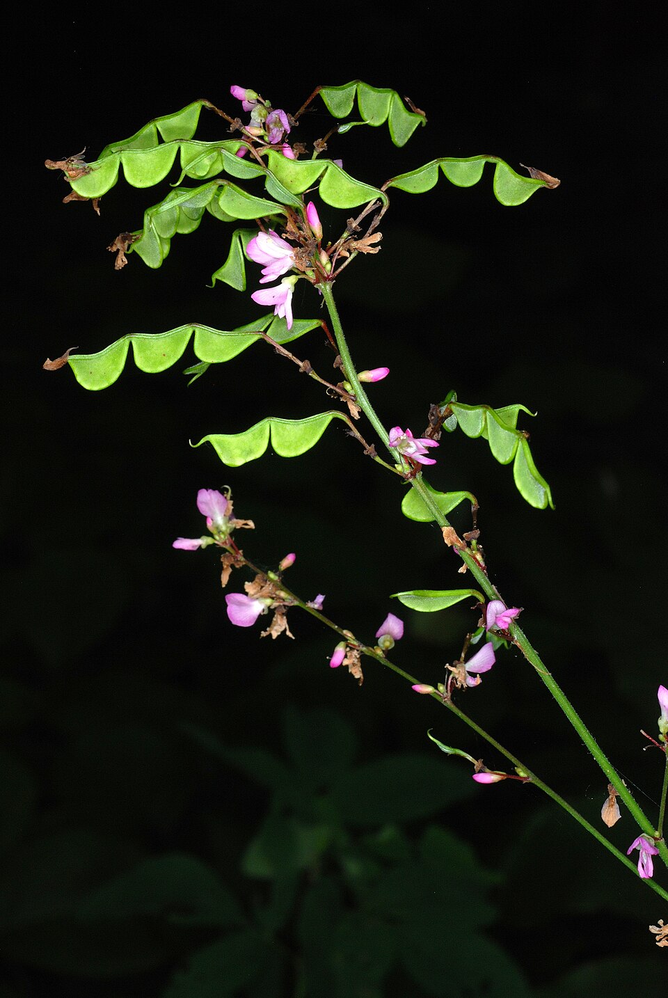 Hylodesmum glutinosum (pointed-leaved tick-trefoil) (alternate view 9)