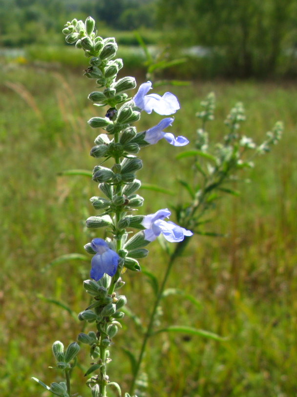Salvia azurea (giant blue sage)