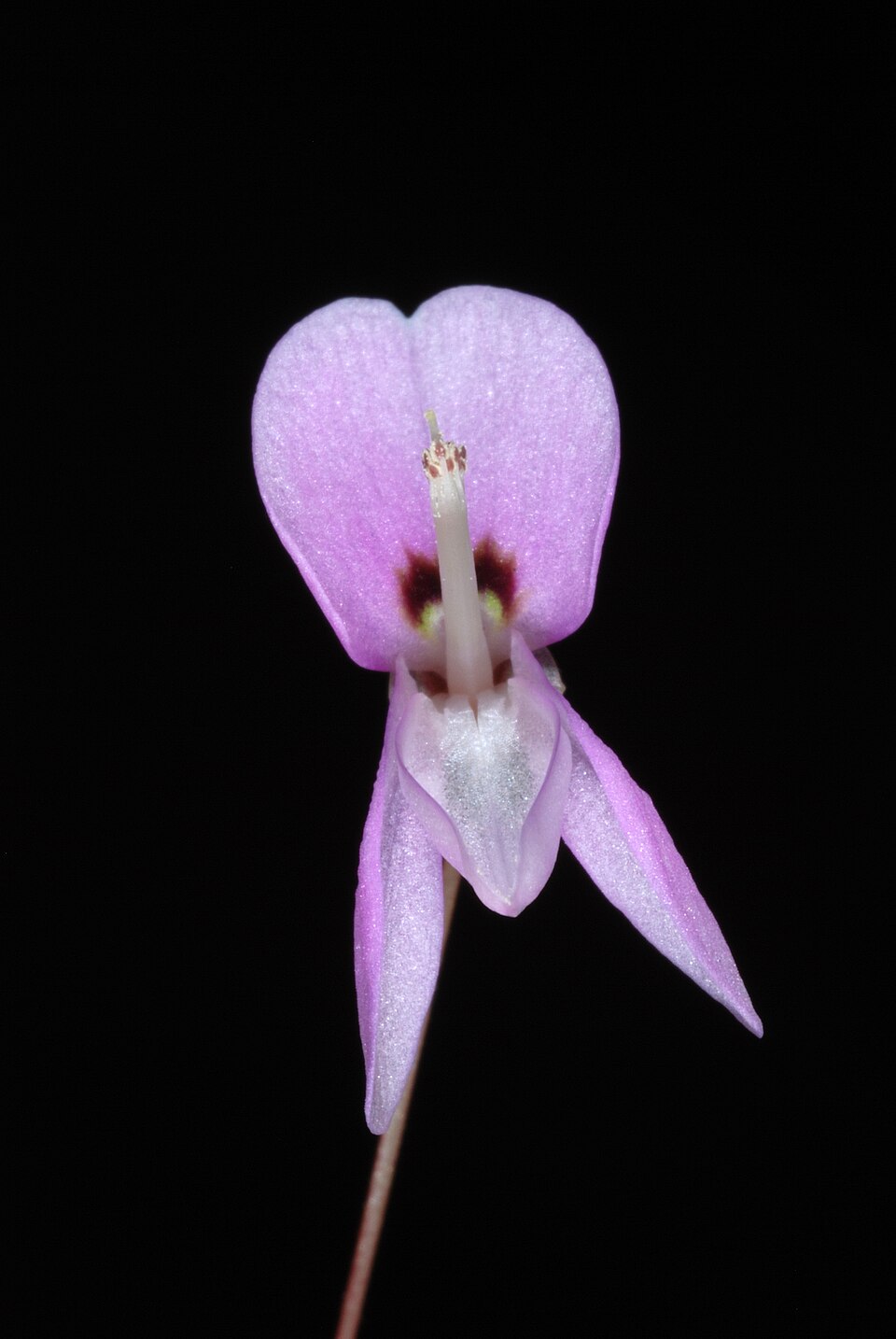 Hylodesmum nudiflorum (naked-flowered tick-trefoil) (alternate view 3)