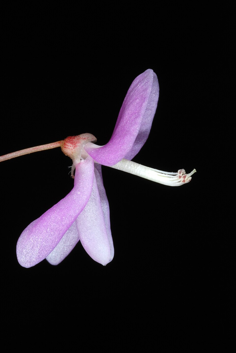 Hylodesmum nudiflorum (naked-flowered tick-trefoil) (alternate view 5)