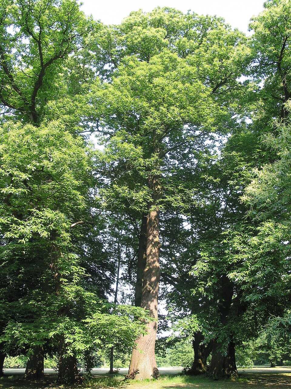 Castanea sativa (Sweet Chestnut)