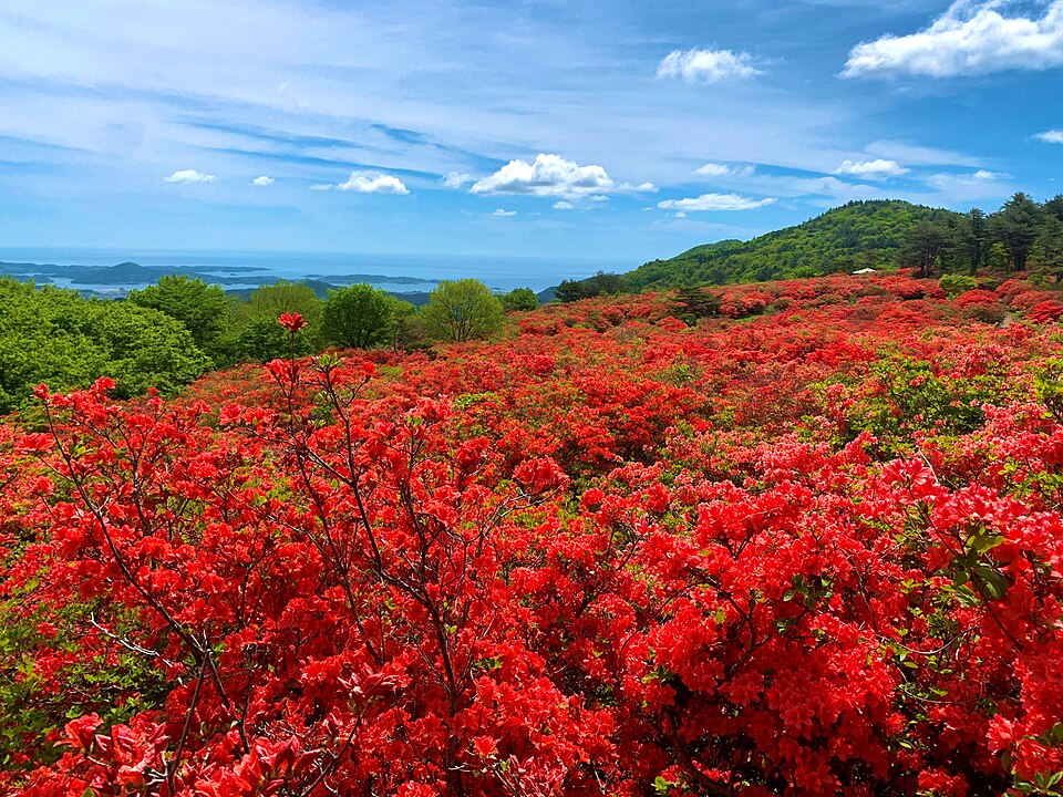Rhododendron (rhododendrons and azaleas) (alternate view 5)