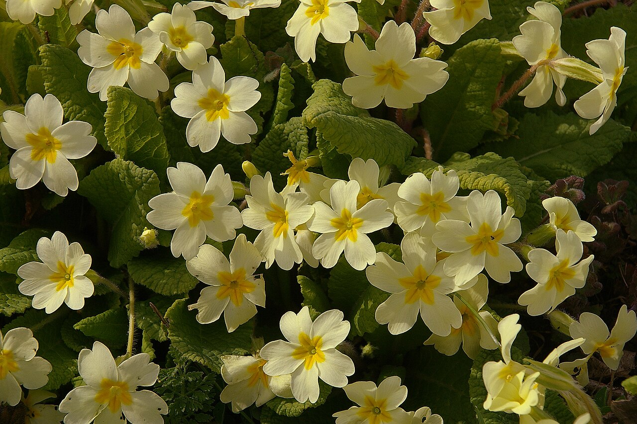 Primula vulgaris (Common Primrose)