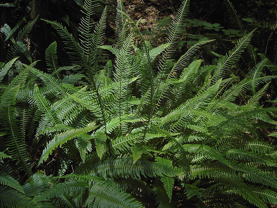 Struthiopteris spicant (deer fern) (alternate view 6)