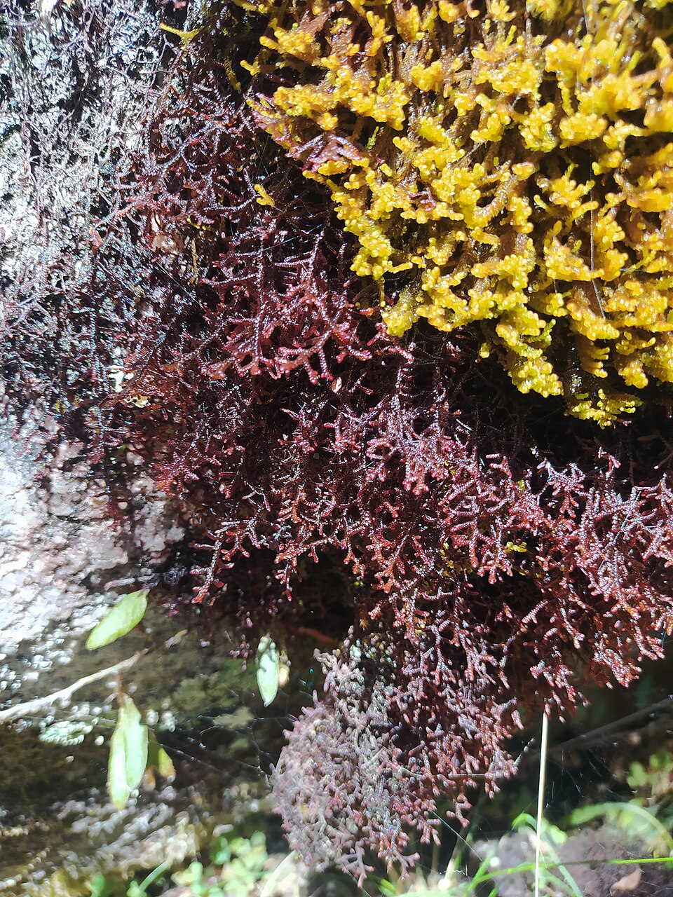 Frullania (Scaleworts) (alternate view 4)