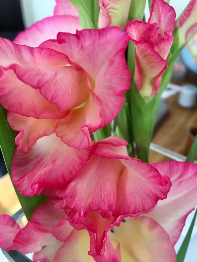 Gladiolus (Gladioli) (alternate view 3)