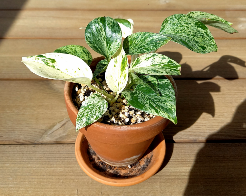 Epipremnum aureum 'Marble Queen' (Marble Queen Pothos)