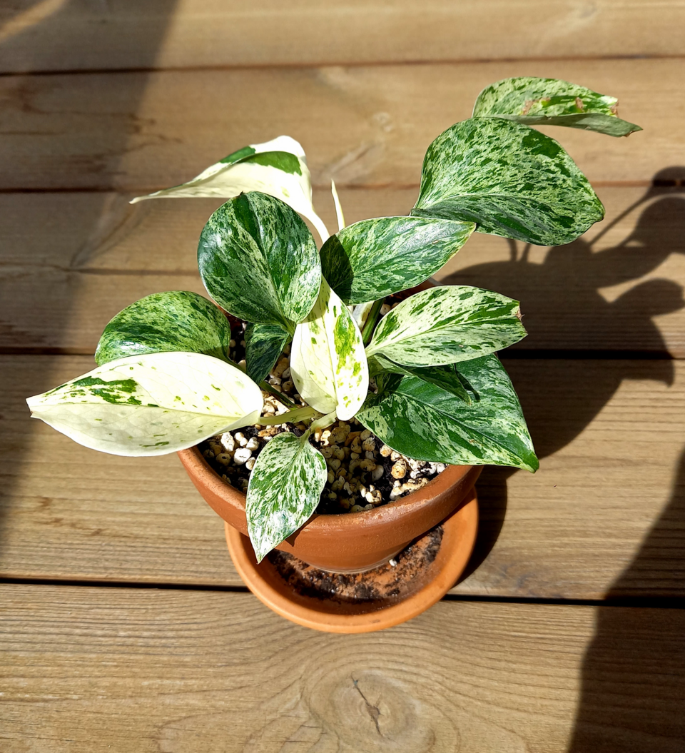 Epipremnum aureum 'Marble Queen' (Marble Queen Pothos) (alternate view 2)