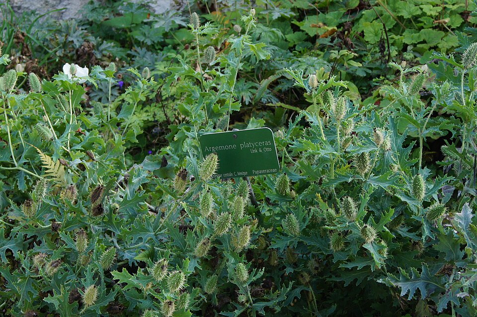 Argemone platyceras (alternate view 10)