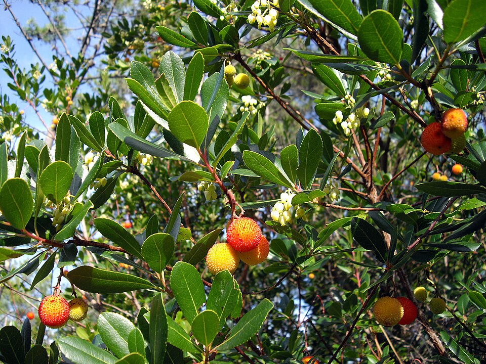 Arbutus unedo (strawberry tree) (alternate view 10)