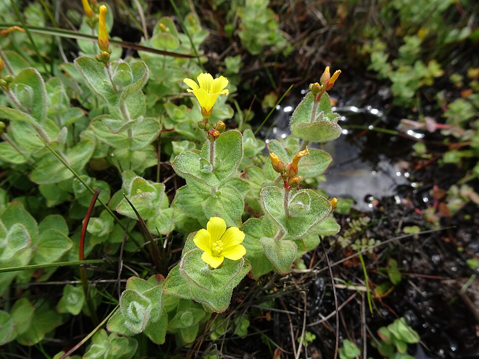 Hypericum elodes (Marsh St John's-wort)