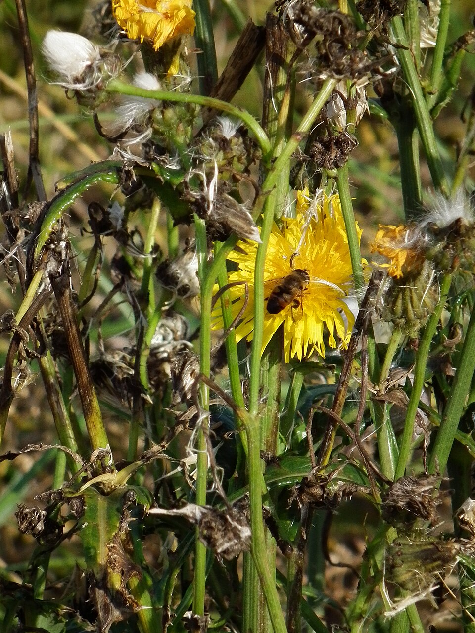 Sonchus arvensis (marsh sow thistle) (alternate view 10)