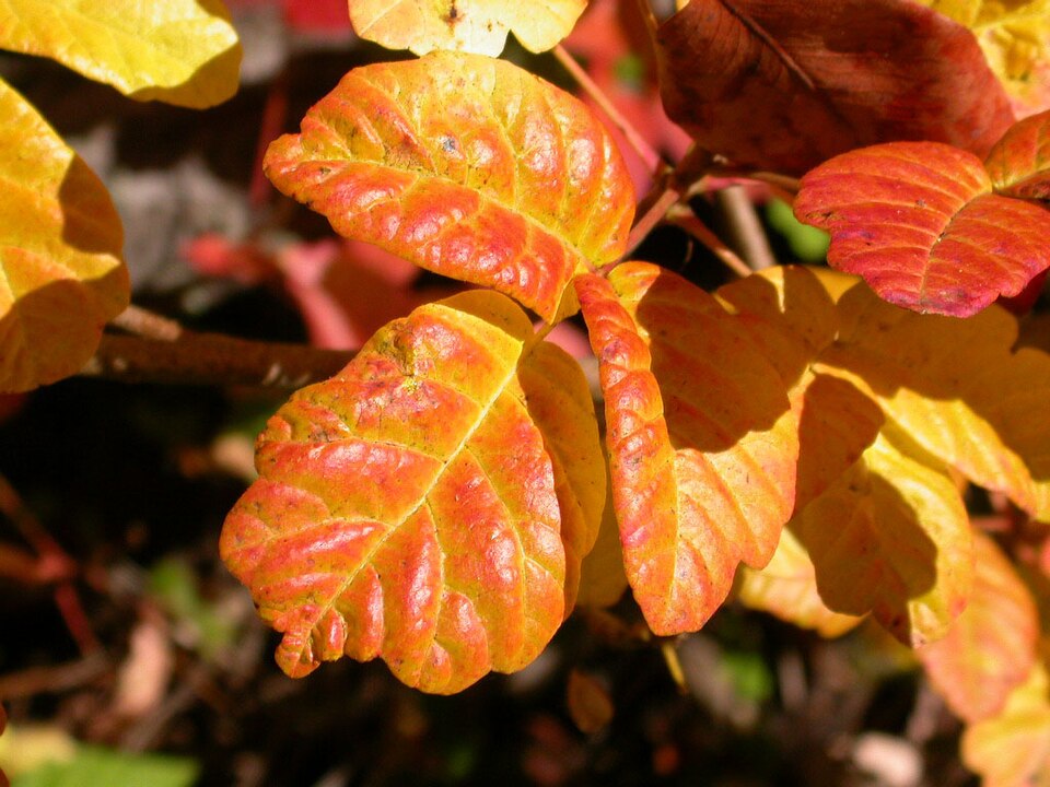 Toxicodendron diversilobum (Pacific poison oak)