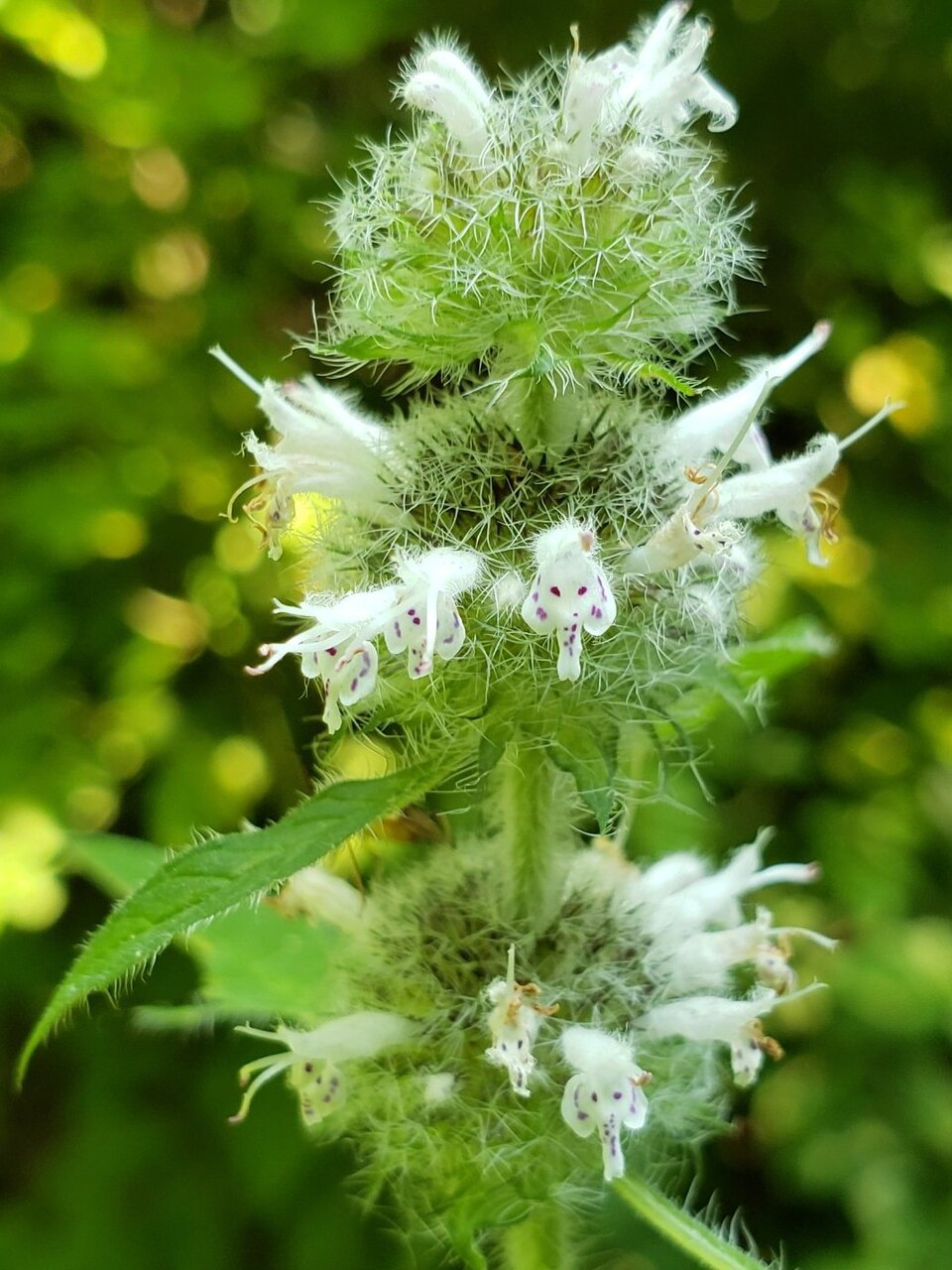 Blephilia hirsuta (Hairy Wood Mint) (alternate view 9)