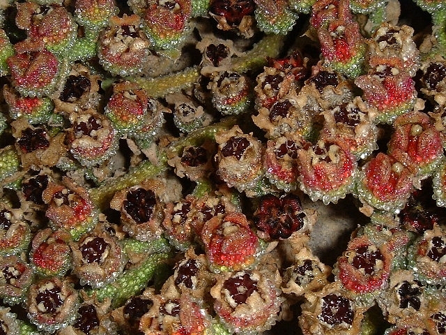 Mesembryanthemum crystallinum (Crystalline ice plant)
