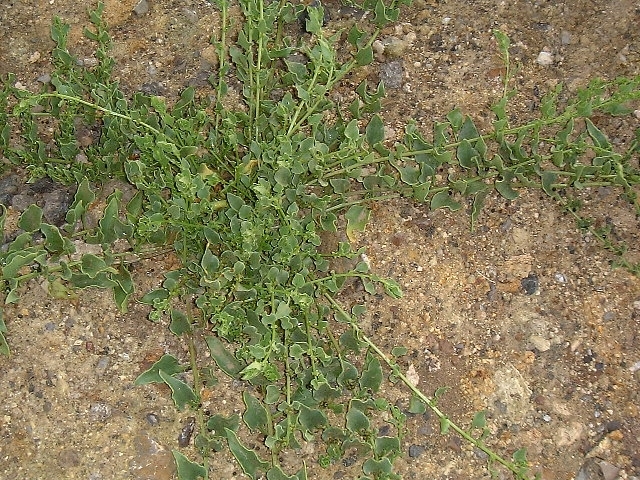 Mesembryanthemum crystallinum (Crystalline ice plant) (alternate view 2)