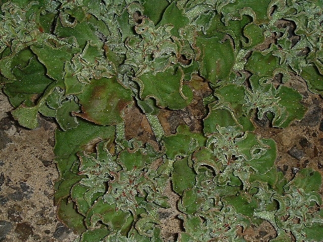 Mesembryanthemum crystallinum (Crystalline ice plant) (alternate view 3)