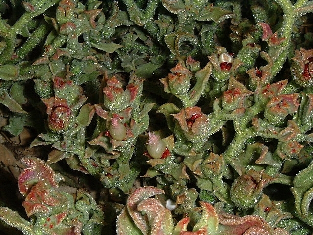 Mesembryanthemum crystallinum (Crystalline ice plant) (alternate view 5)