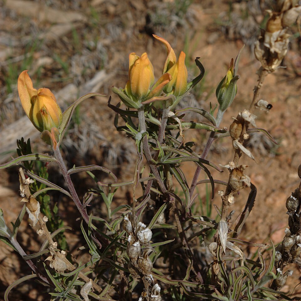 Castilleja integra (Wholeleaf Paintbrush) (alternate view 8)