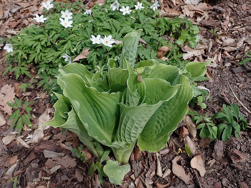 Hosta × 'Spartacus' (Spartacus Hosta)