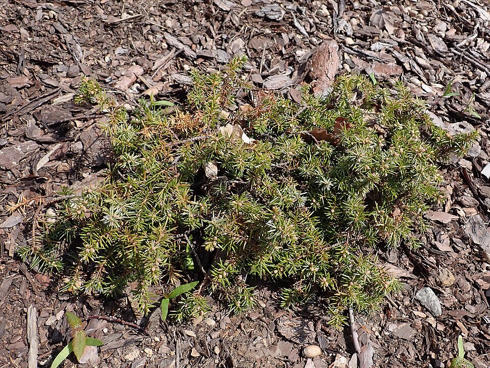 Juniperus conferta 'Silver Mist' (Silver Mist Shore Juniper) (alternate view 2)