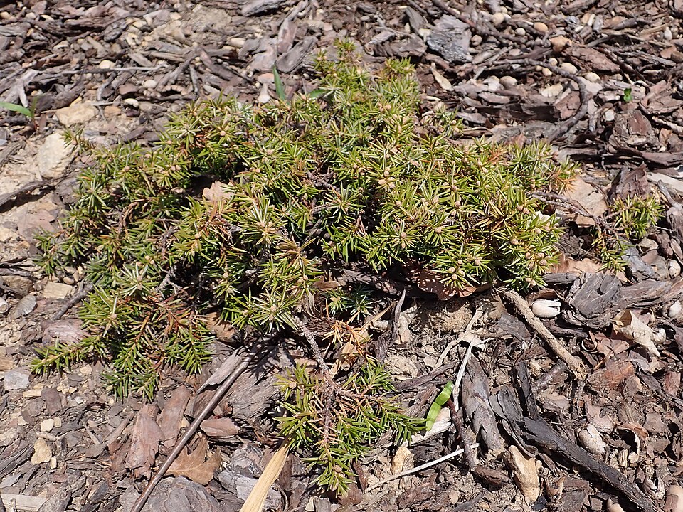 Juniperus conferta 'Silver Mist' (Silver Mist Shore Juniper) (alternate view 3)