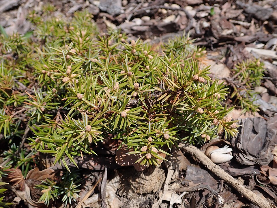 Juniperus conferta 'Silver Mist' (Silver Mist Shore Juniper) (alternate view 4)