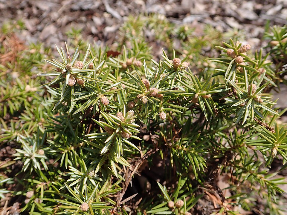 Juniperus conferta 'Silver Mist' (Silver Mist Shore Juniper) (alternate view 5)