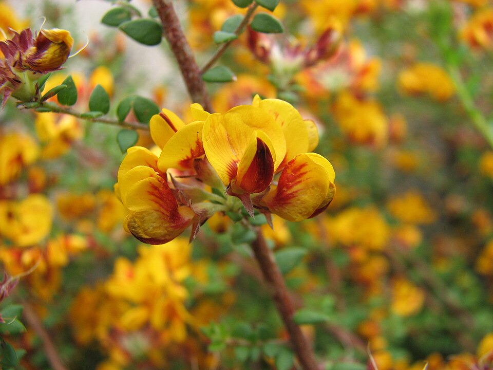 Pultenaea gunnii (golden bush-pea) (alternate view 6)
