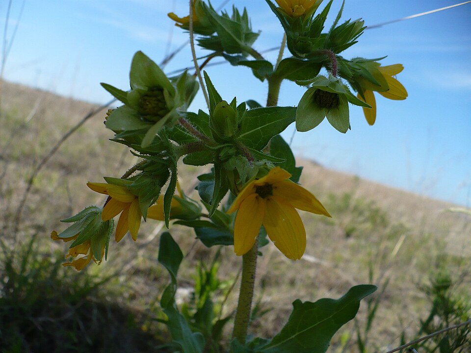 Lindheimera texana (Texas yellow star)