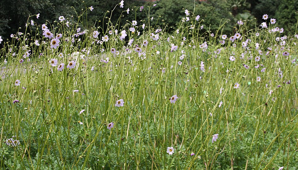 Dahlia merckii (Bedding Dahlia) (alternate view 6)