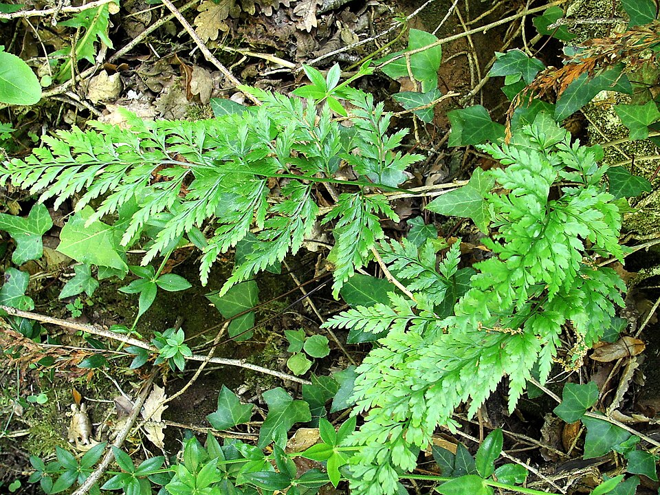 Asplenium adiantum-nigrum (black spleenwort)