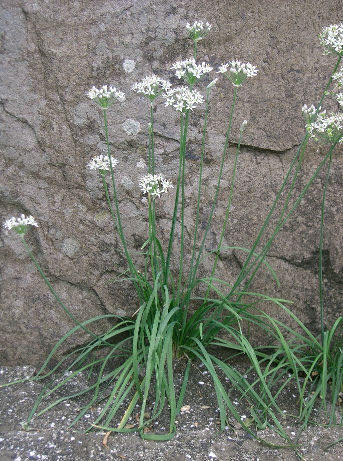 Allium tuberosum (Garlic Chives) (alternate view 8)