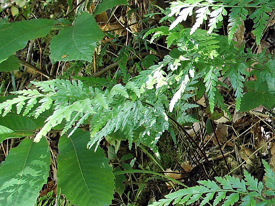 Asplenium adiantum-nigrum (black spleenwort)