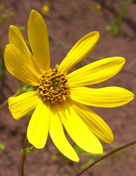 Helianthus hirsutus (stiff-hair sunflower) (alternate view 7)